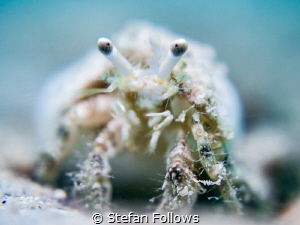 Softly Softly

Hermit Crab - Diogenidae sp.

Mae Haad... by Stefan Follows 